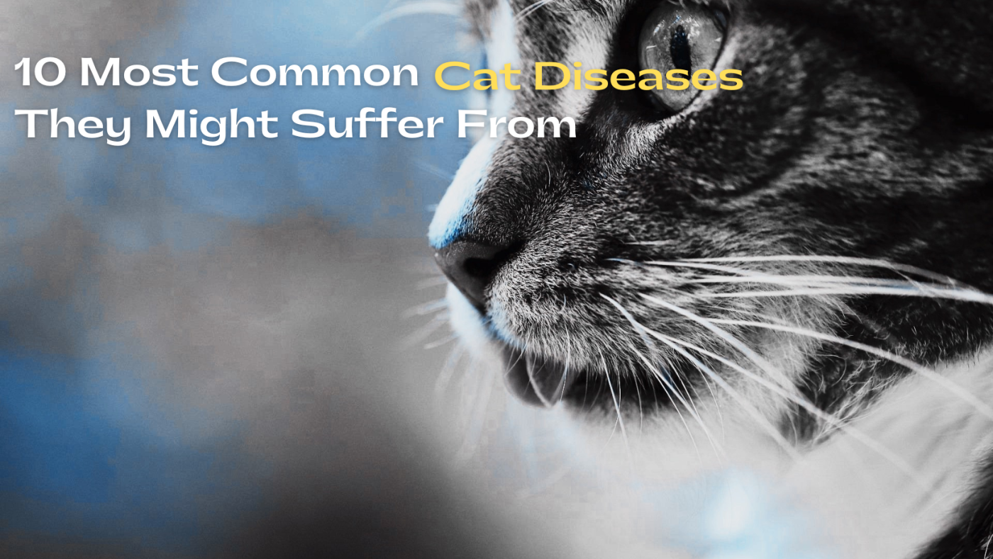 10 Most Common They Might Suffer From