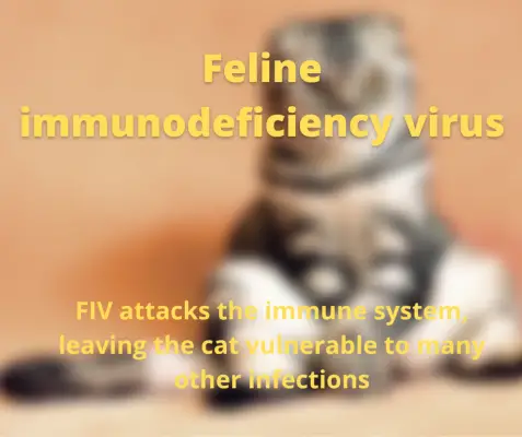 Feline immuneodeficiency Virus