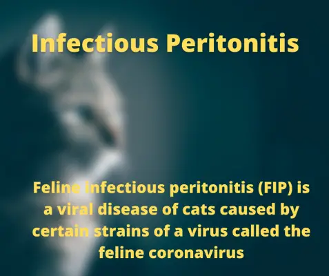 Infectious Peritonitis