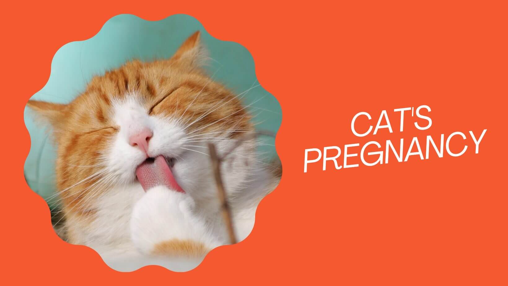 cat 2 months pregnant