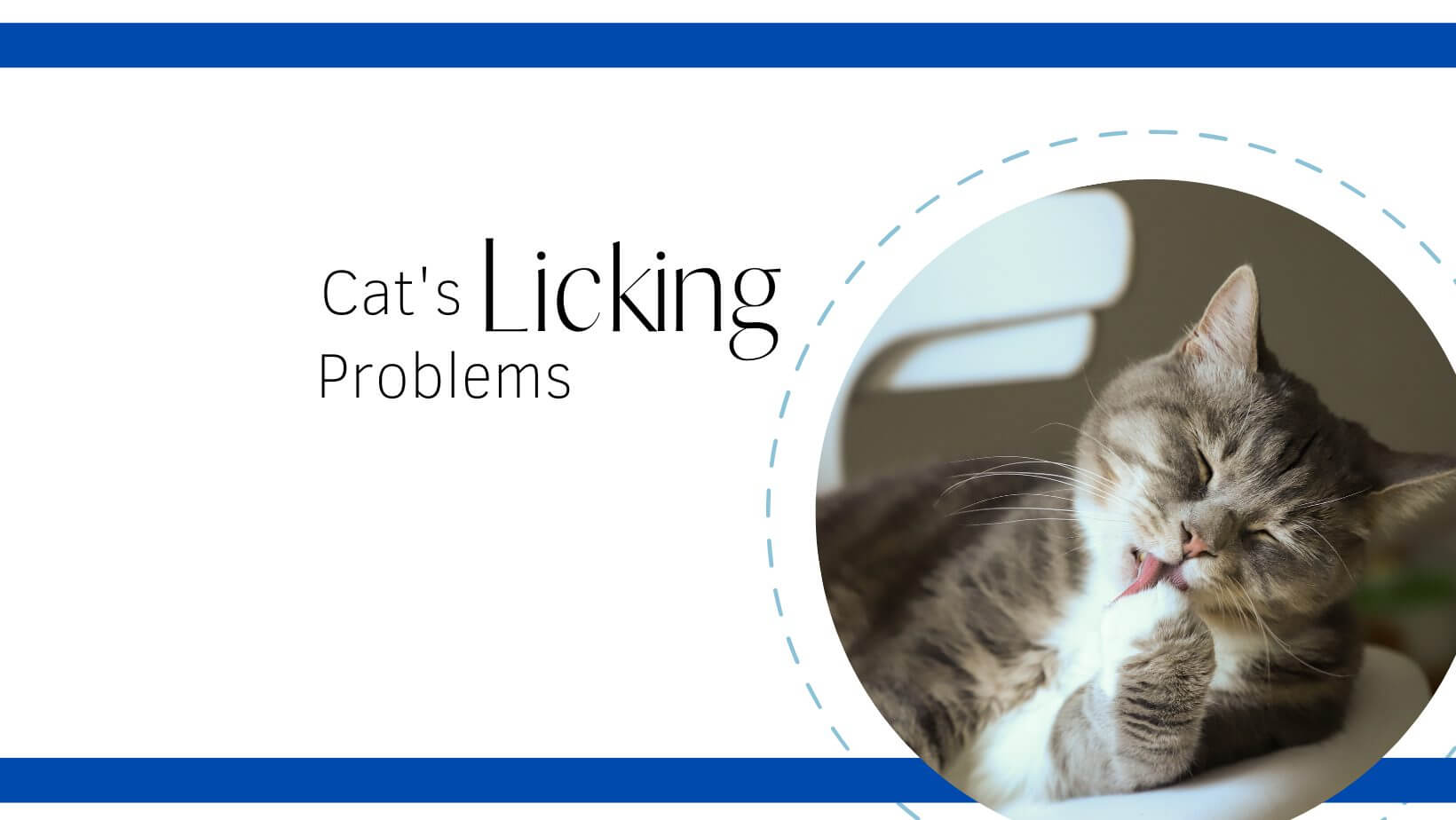 why-cat-keeps-licking-private-part-cat-s-licking-problems