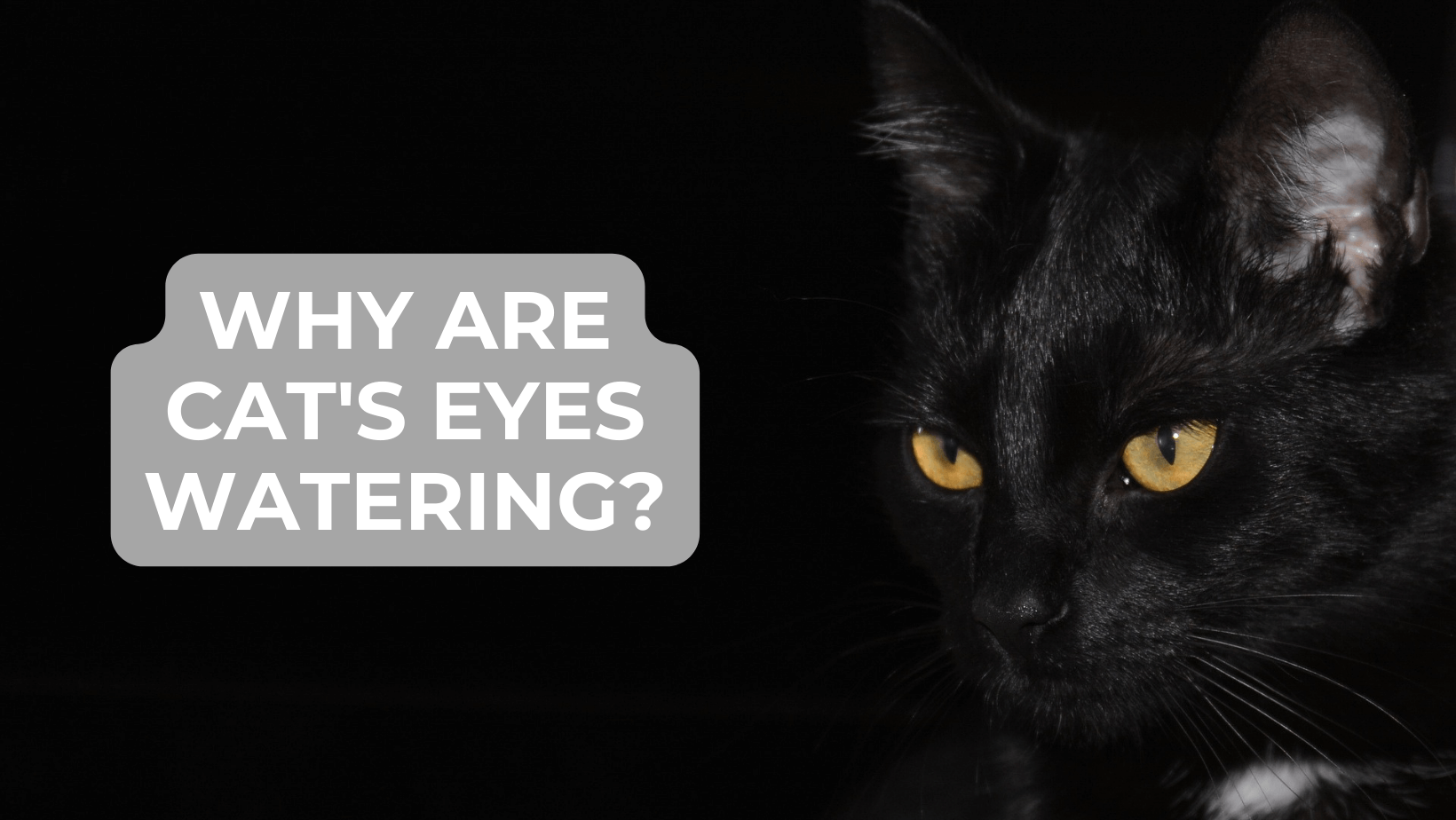 Cat eyes Watering Symptoms, Causes, and Treatment