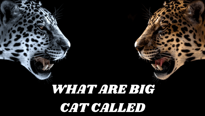 what-are-the-7-big-cats-called-pet-reck