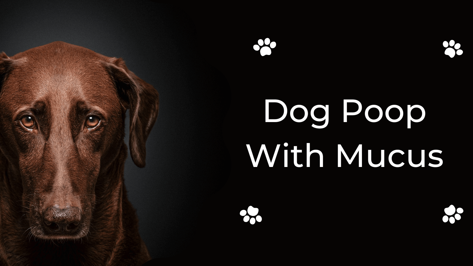 dog-poop-with-blood-or-mucus