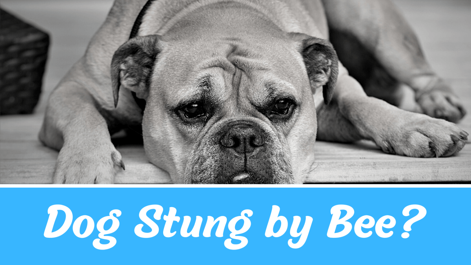 WHAT TO DO IF YOUR DOG HAS BEEN STUNG BY BEE? Pet Reck