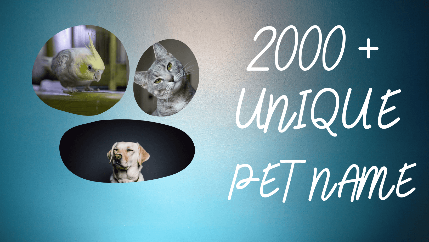 2000-unique-and-non-human-names-for-pets-from-a-z