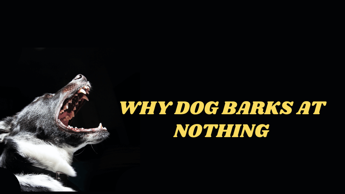Why Dog barks at nothing