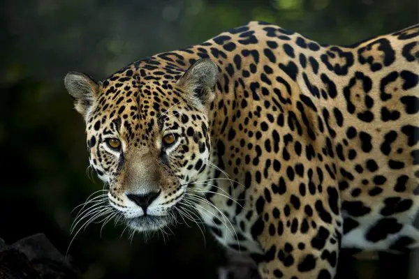 Jaguar: 3rd big cat