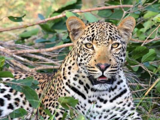Leopard: 4th big cat