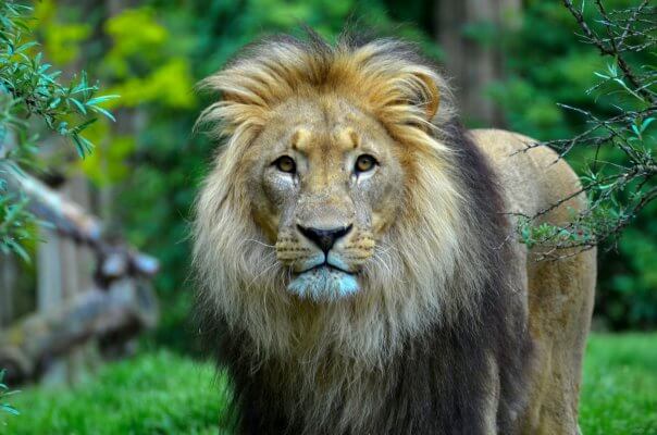Lion: 2nd Big cat