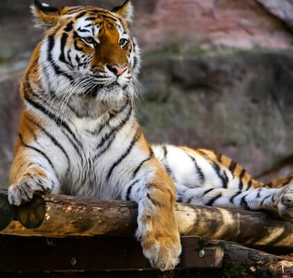 Tiger no 1 Big cat