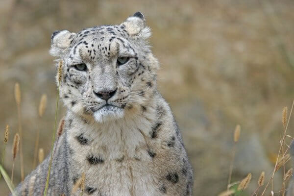 Snow Leopard: 5th big cat