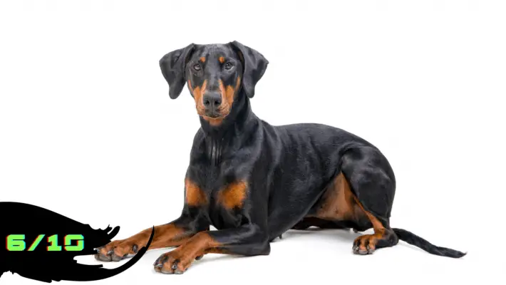 Doberman Pinscher with White background Rated as 6/10