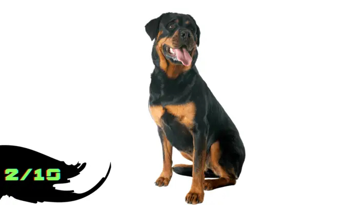 Rottweiler with White background Rated as 2/10