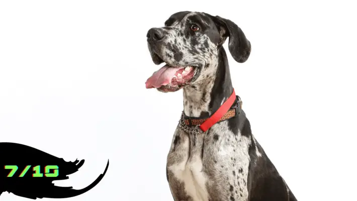 Great Dane with White background Rated as 7/10 in the list of Dangerous Dog breed