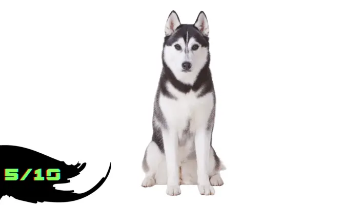 Siberian Huskie with White background Rated as 5/10 in the list of Dangerous Dog breed