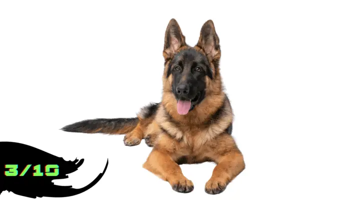 German Shephard with White background Rated as 3/10 in the list of Dangerous Dog breed