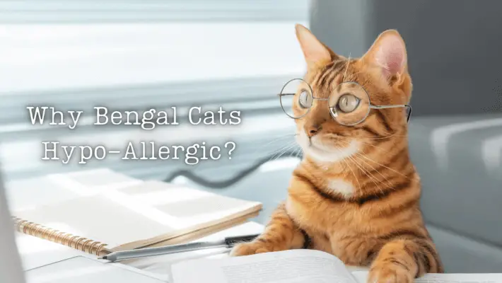Why Bengal Cats HypoAllergic