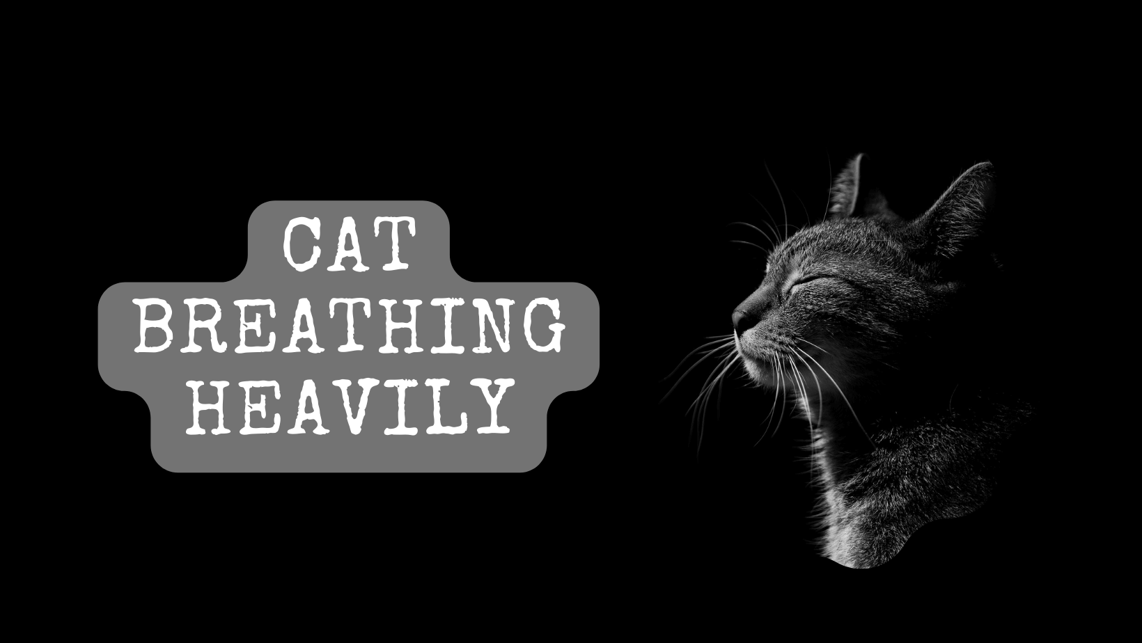 cat-breathing-heavily-cause-symptoms-and-treatment