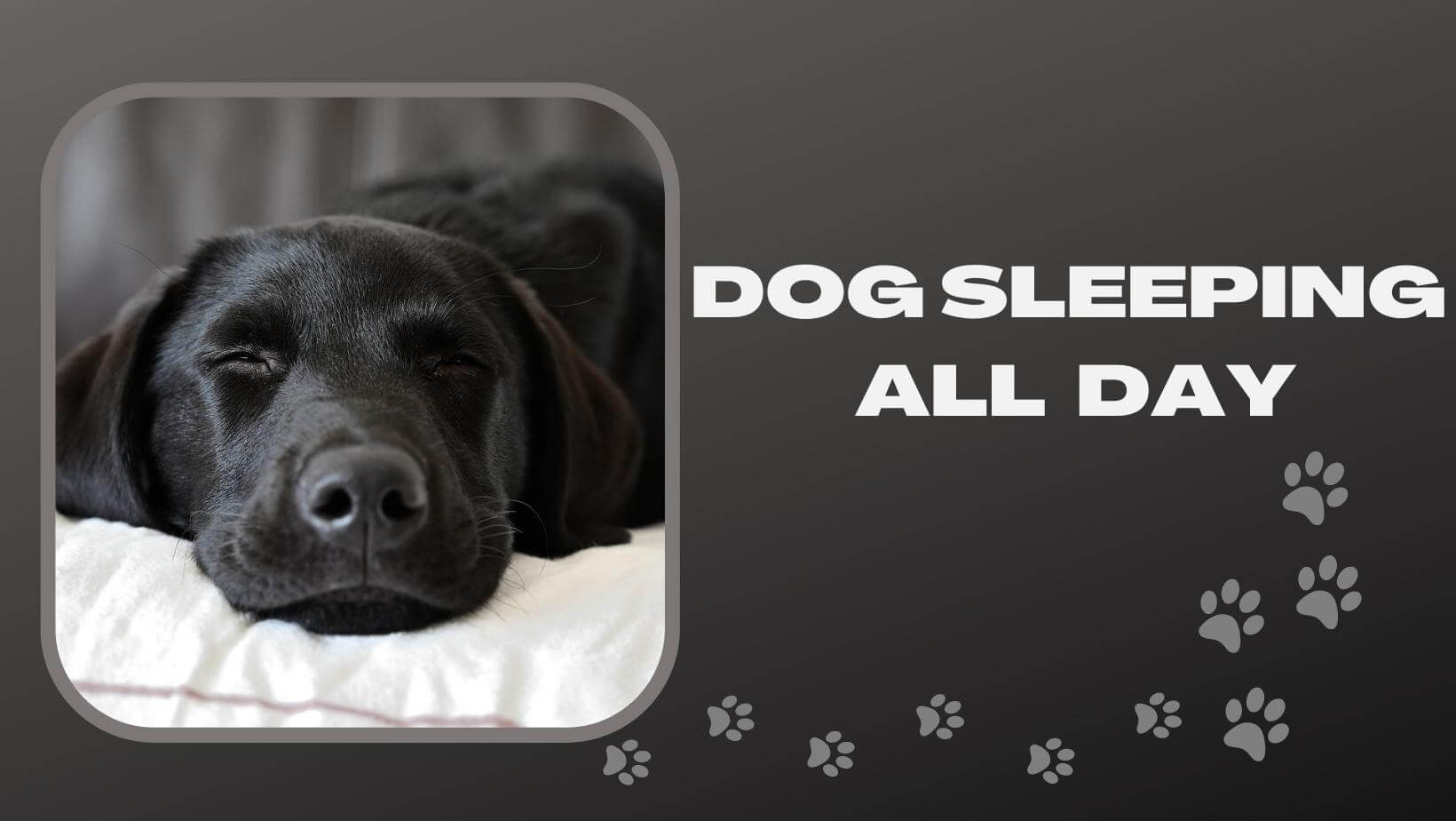 why-is-my-dog-sleeping-all-day-6-main-reasons-pet-reck