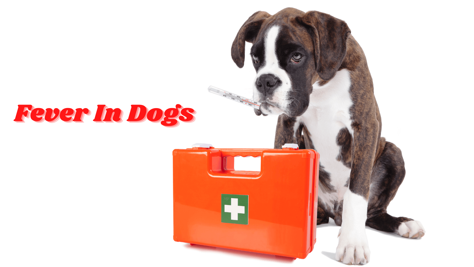 Fever In Dogs: How to treat it
