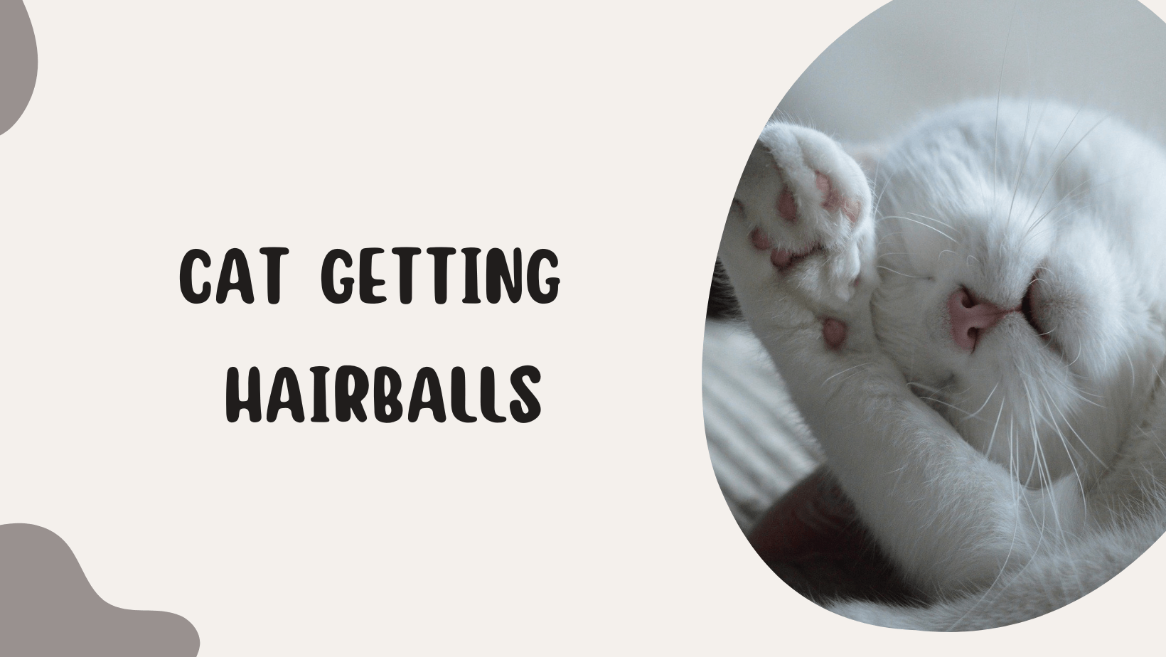 cat-getting-hairballs-keeping-it-under-control-pet-reck