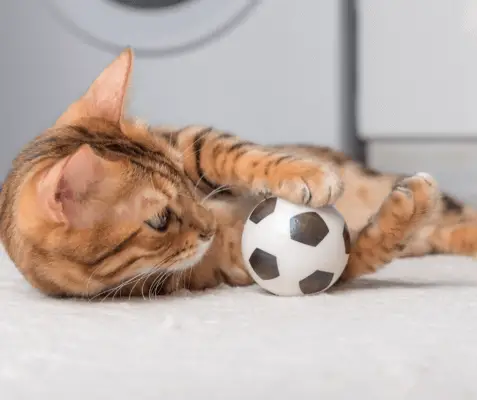 An active Bengal cat plays with a toy