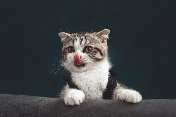 Cute kitten licking itself