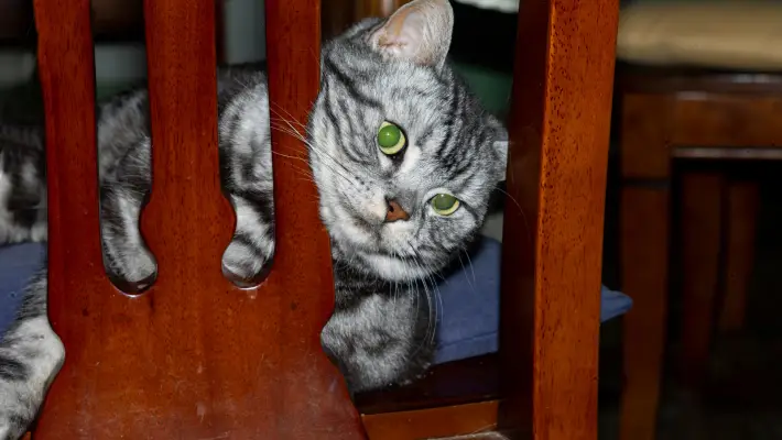 Cat hiding behind bars