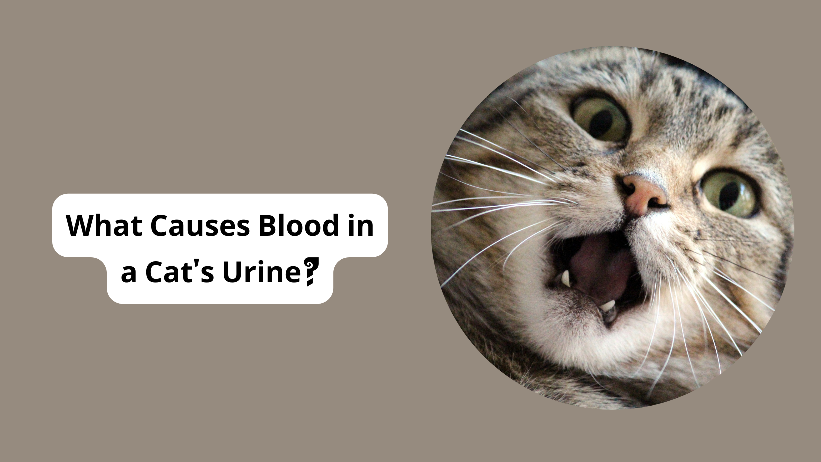 what-causes-blood-in-a-cat-s-urine-pet-reck