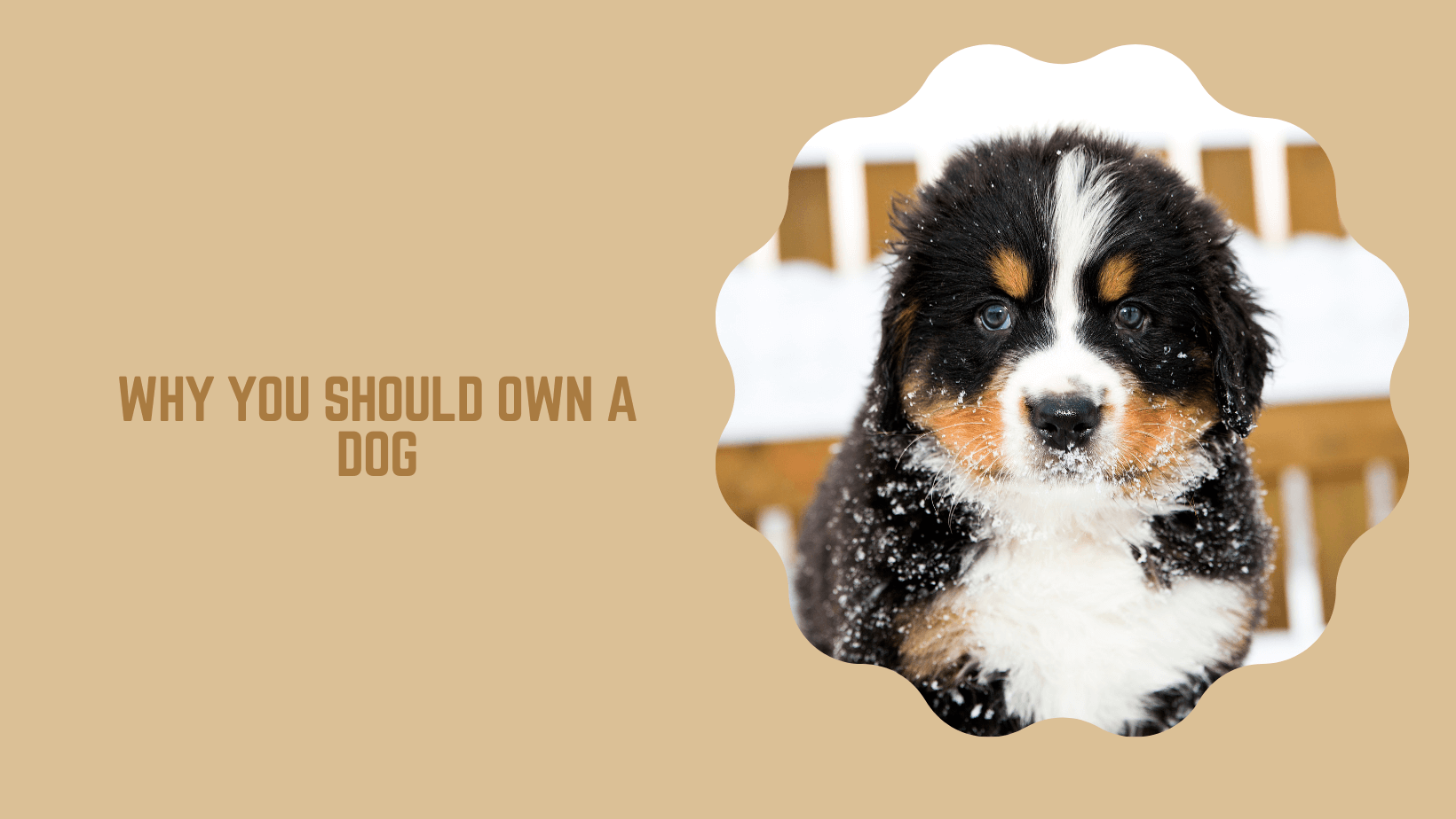why you should own a dog