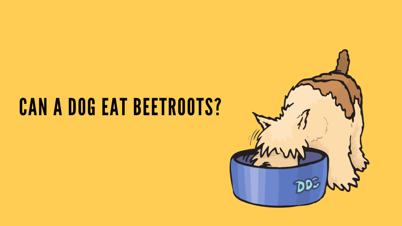 dog eating beetroots