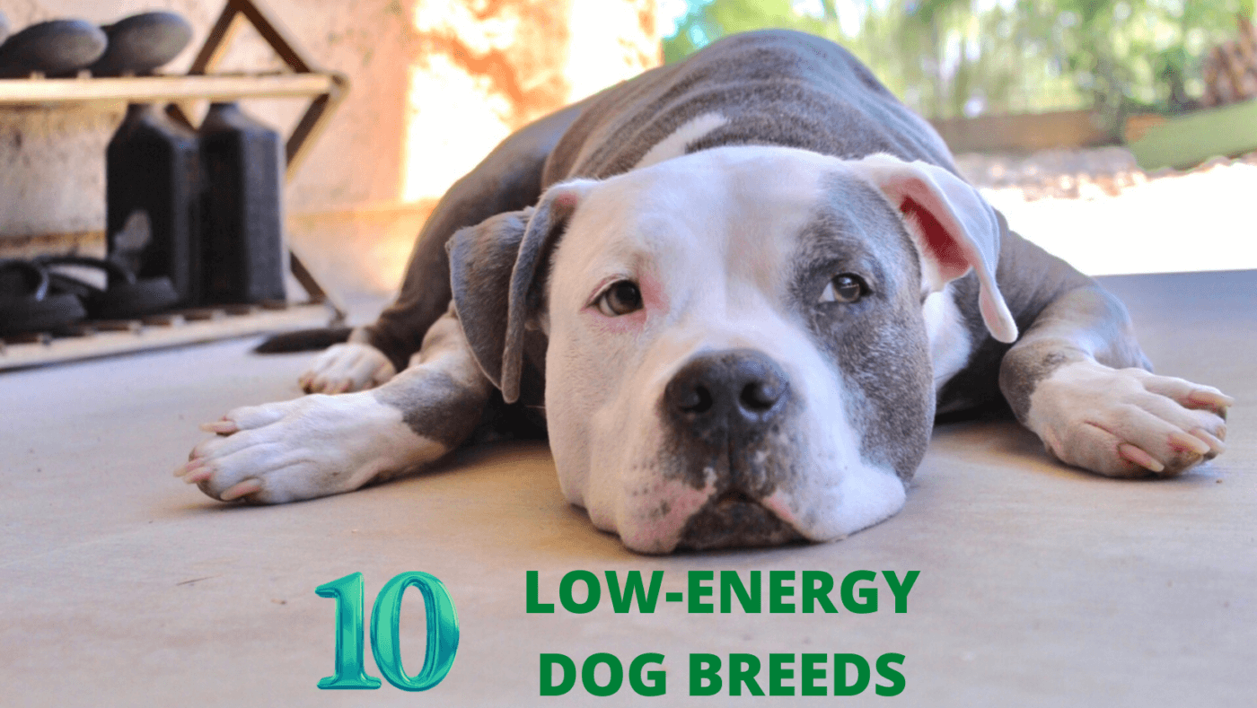 Non-energetic dog breeds