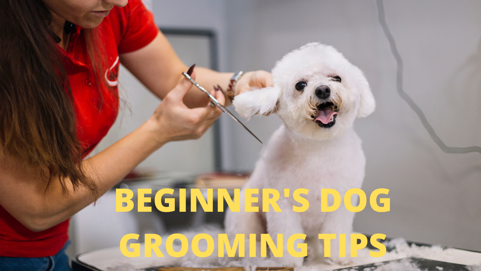 dog-grooming-tips-for-beginners-a-simplified-guide