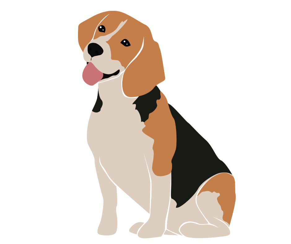 beagle-rank-rating-and-breed-information-pet-reck