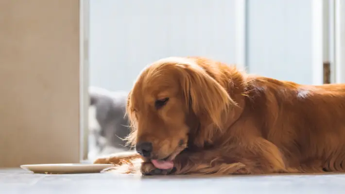 A small brown mixed breed dog continuously licking its front paw