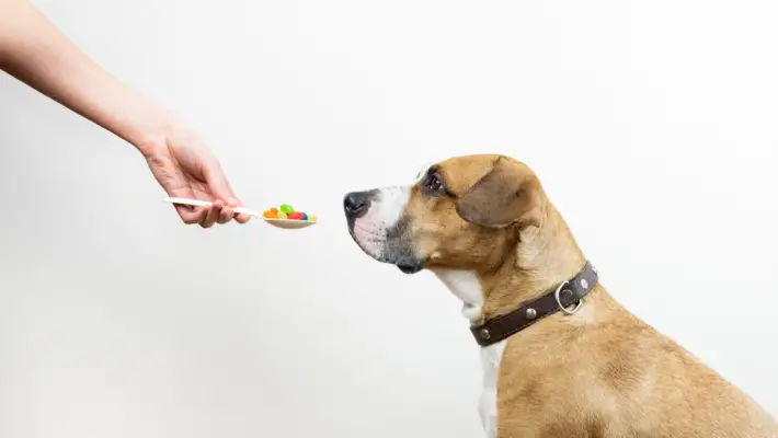 Owner giving dog medication prescribed for leaky bladder