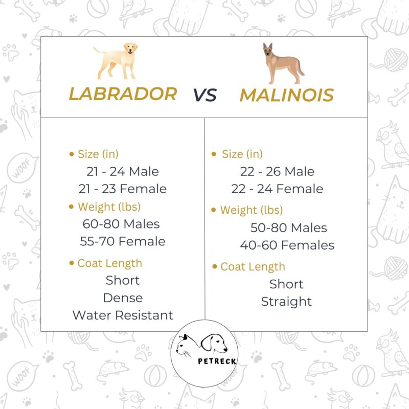 A table Showing Comparision of labrador and Malinois