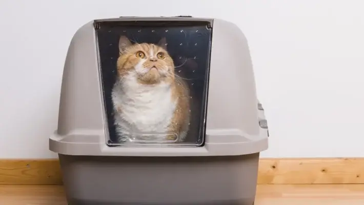 Cat straining to defecate in litter box due to constipation
