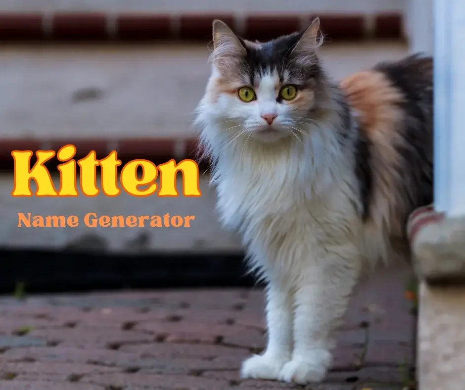 best-kitten-name-generator-free-online-tool-pet-reck