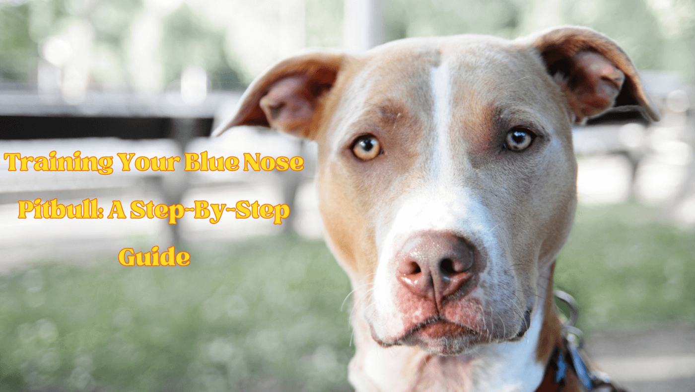 Training Your Blue Nose Pitbull A Step By Step Guide