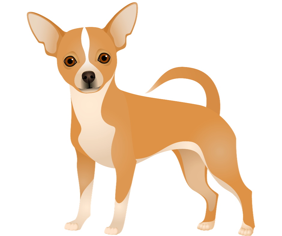 chihuahua-rank-rating-and-breed-information-pet-reck