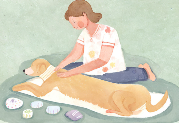 A person gently massaging the shoulders of a medium sized golden retriever Massage can relax and soothe anxiety.