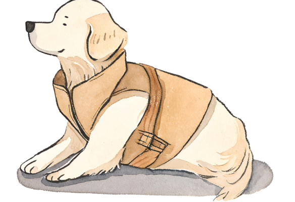 A small anxious golden retriever wearing a snug fitting vest that applies gentle pressure. Anxiety wraps can be calming. 