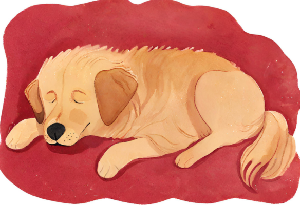 An elderly golden retriever sleeping on a cozy blanket. Set aside rest time to calm anxiety.
