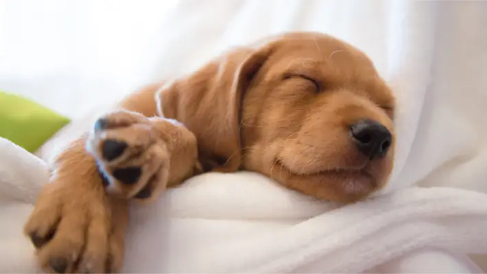 Puppy sleeping, showing lethargy as a normal side effect of vaccines
