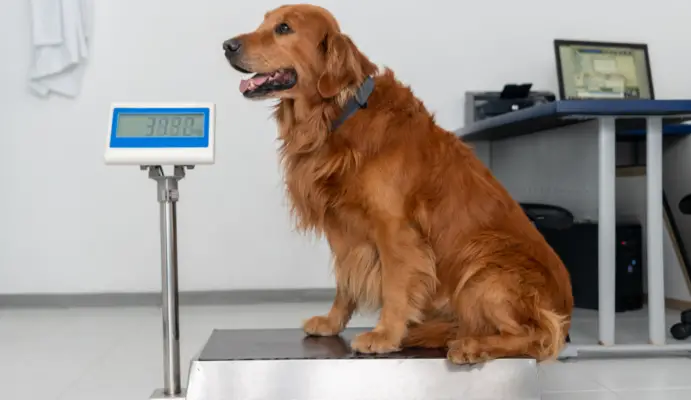 Dog on scale at vet clinic