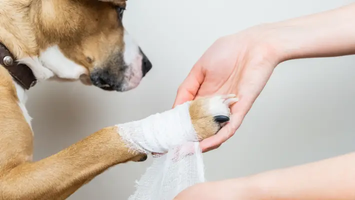 Dog paw with bandage protecting a wound