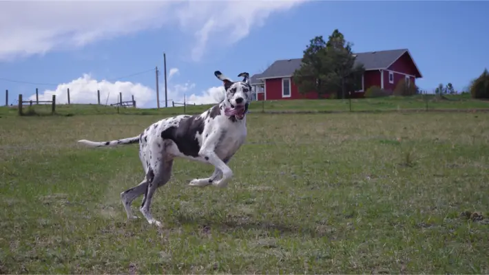 A Merlequin Harlequin Great Dane running with a ball, looking energetic and graceful