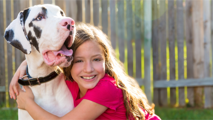 A gentle Merlequin Great Dane relaxing with a smiling young girl